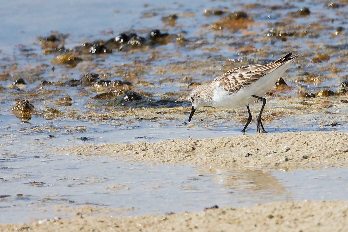 Little Stint - ML645586719