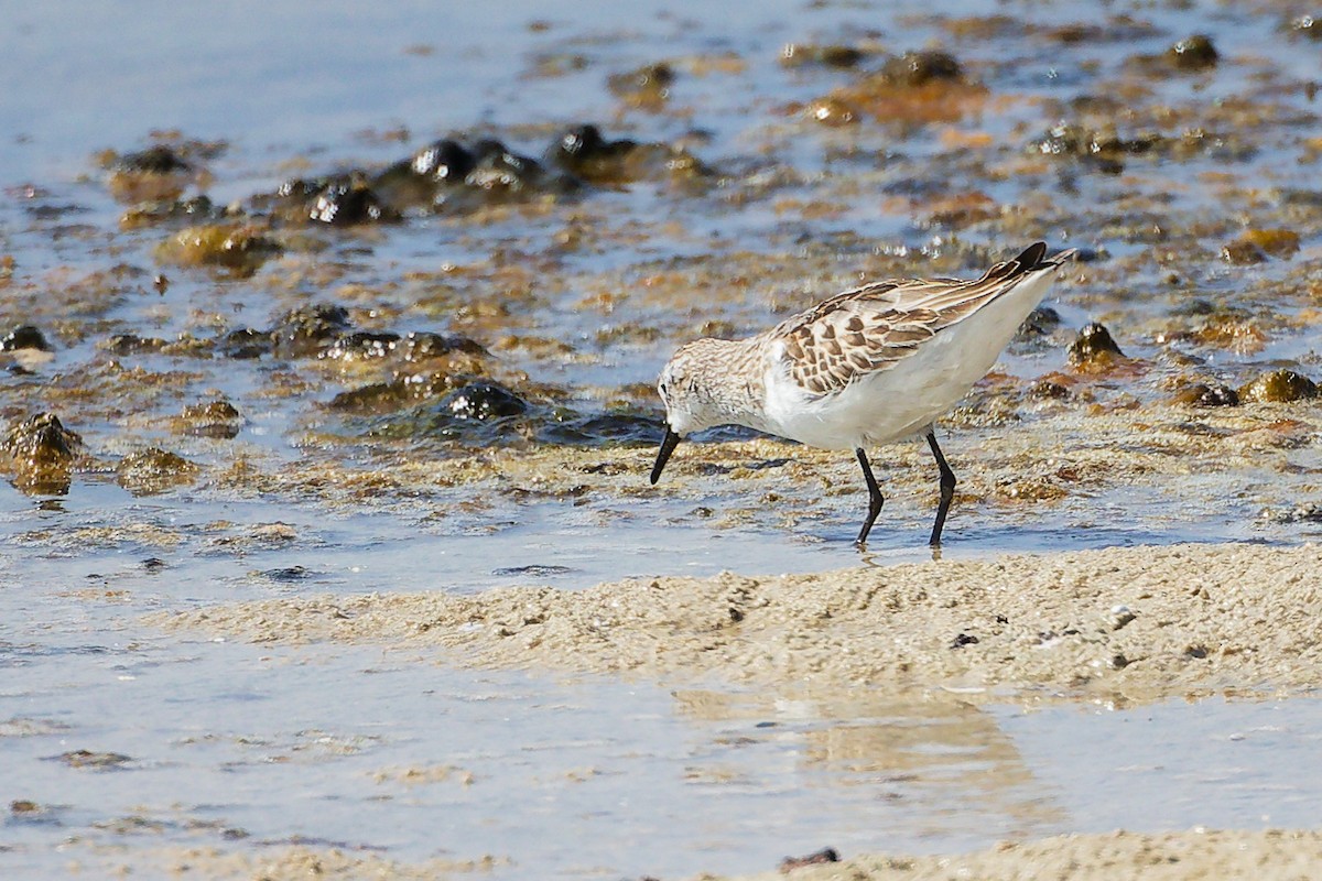 Küçük Kumkuşu - ML645586720