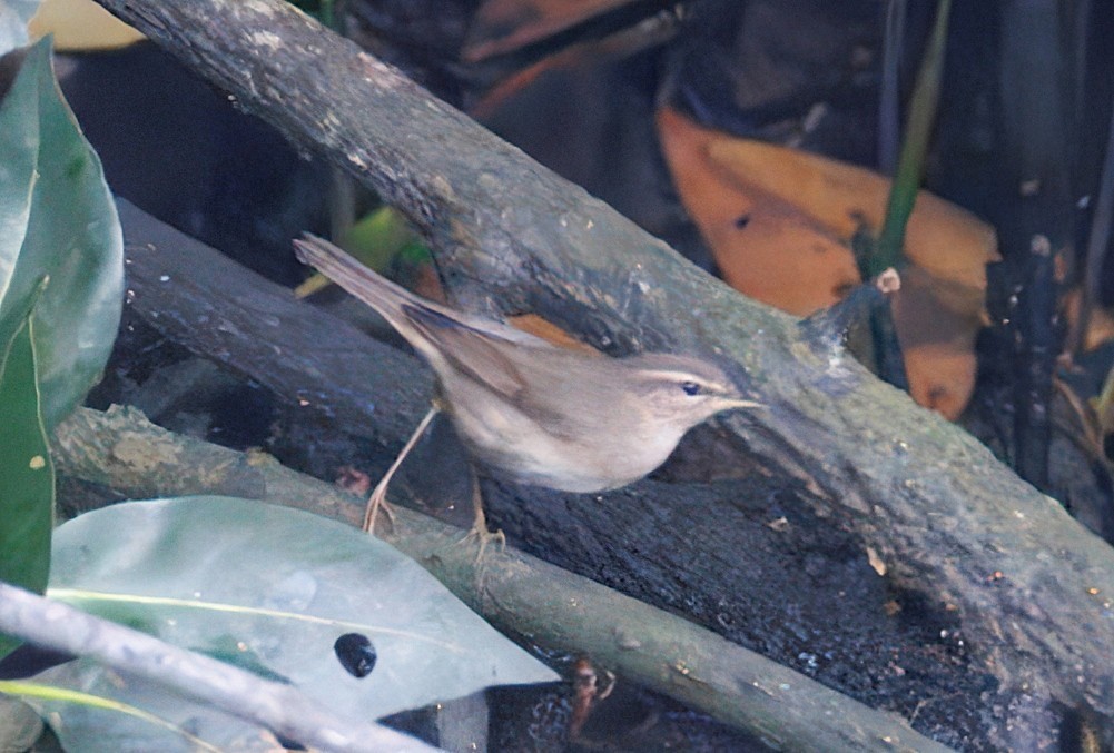 עלווית כהה - ML645586723