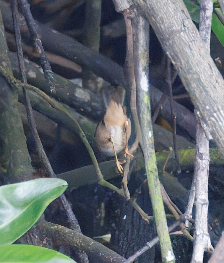 עלווית כהה - ML645586724