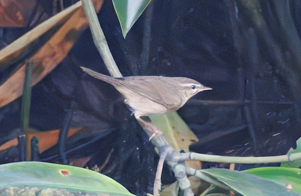עלווית כהה - ML645586725