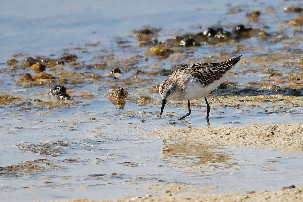 Küçük Kumkuşu - ML645586726