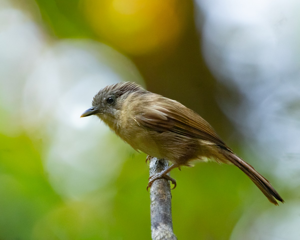 Brown-cheeked Fulvetta - ML645586727