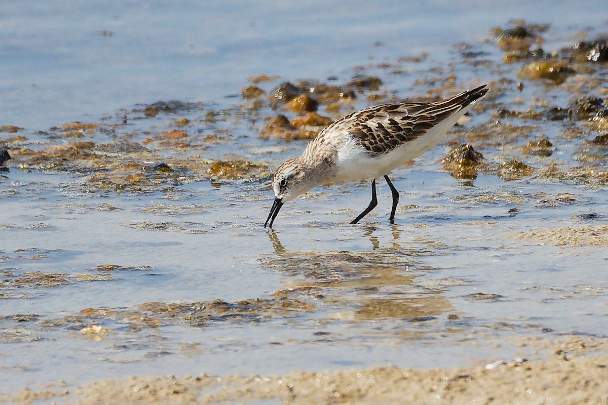 Küçük Kumkuşu - ML645586728