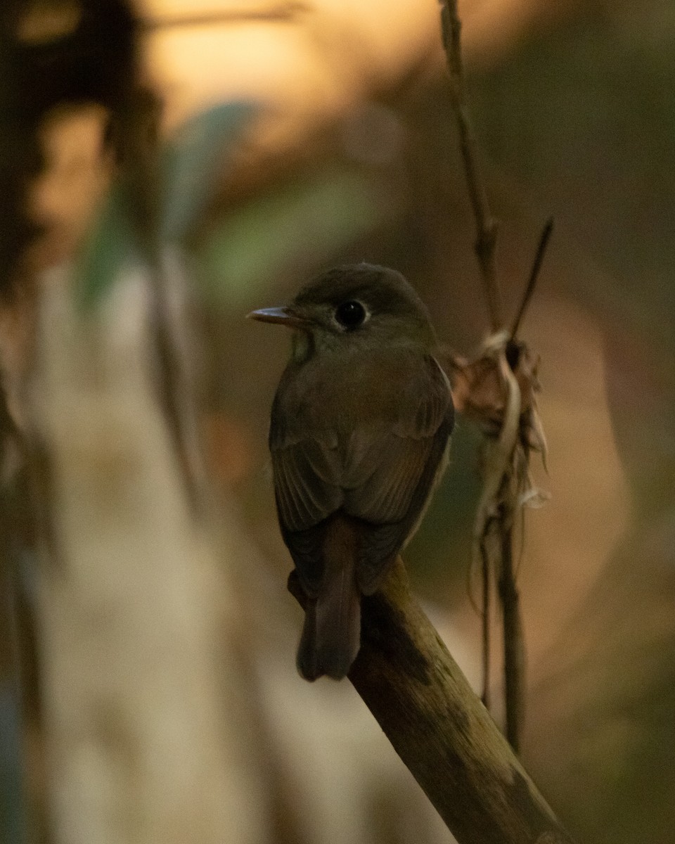 Brown-breasted Flycatcher - ML645586739