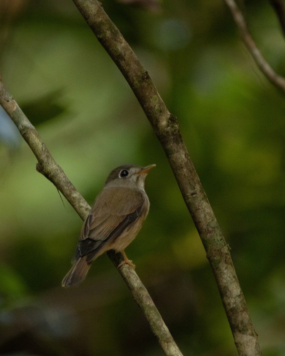Brown-breasted Flycatcher - ML645586740