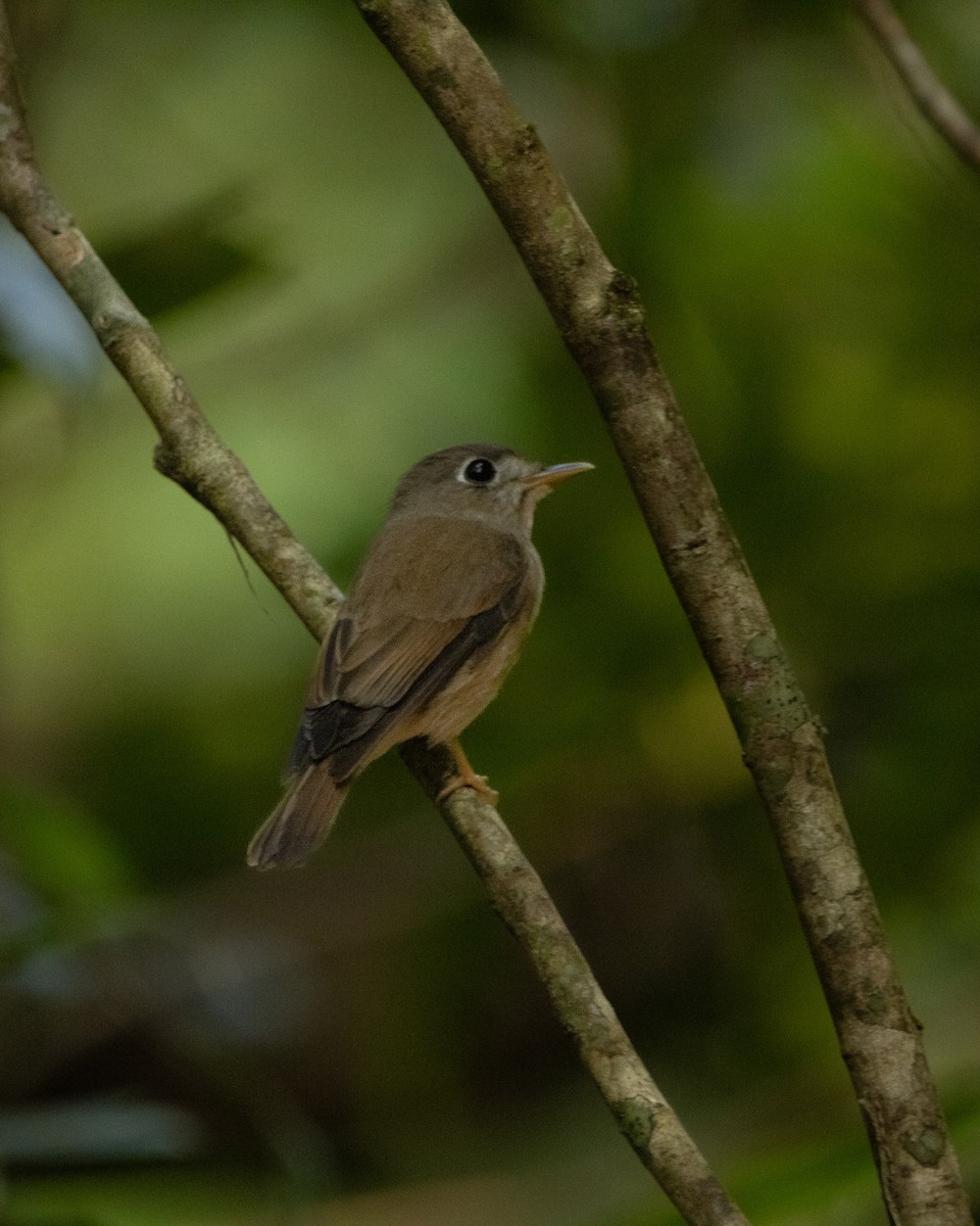 Brown-breasted Flycatcher - ML645586741
