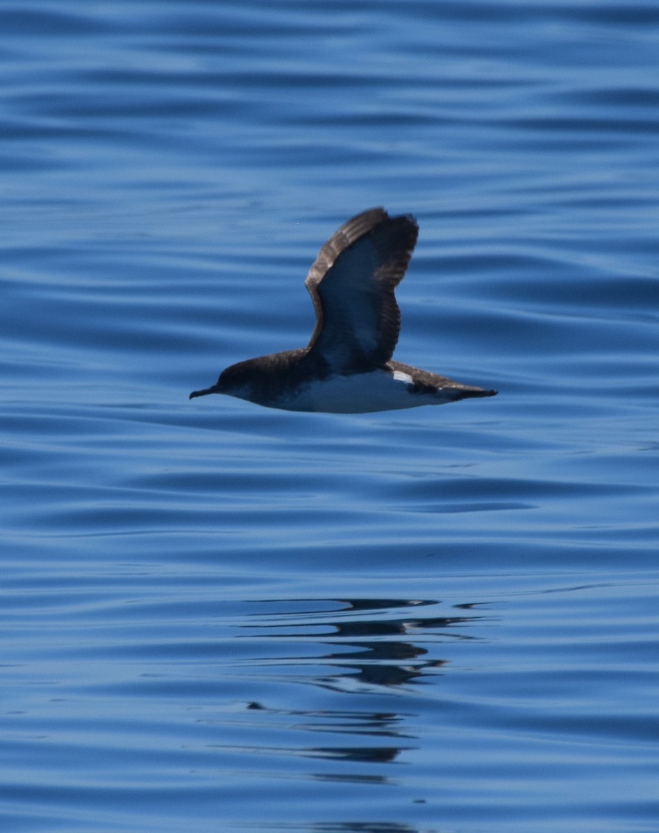 Gabai hegal-arina - ML645586742