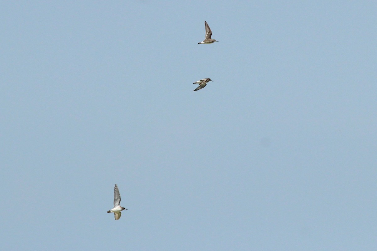 White-rumped Sandpiper - ML645586744