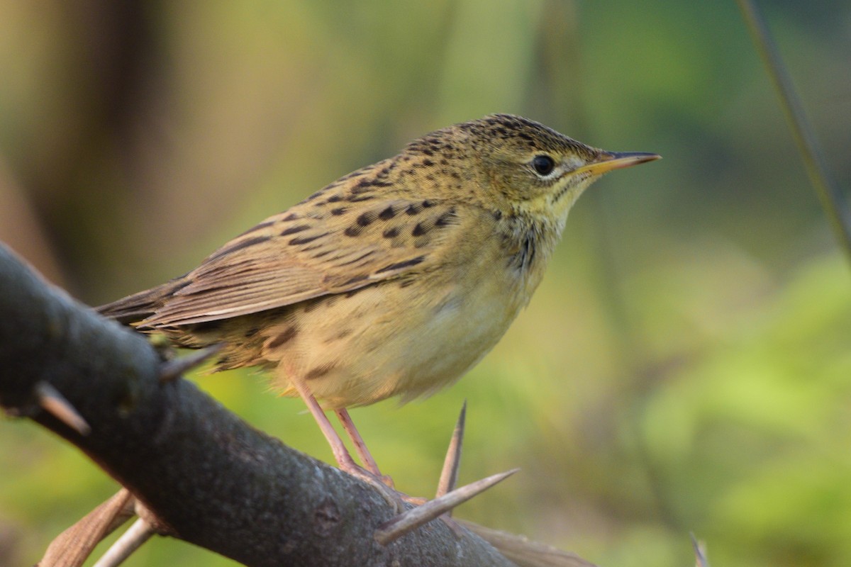 Обыкновенный сверчок - ML645586745