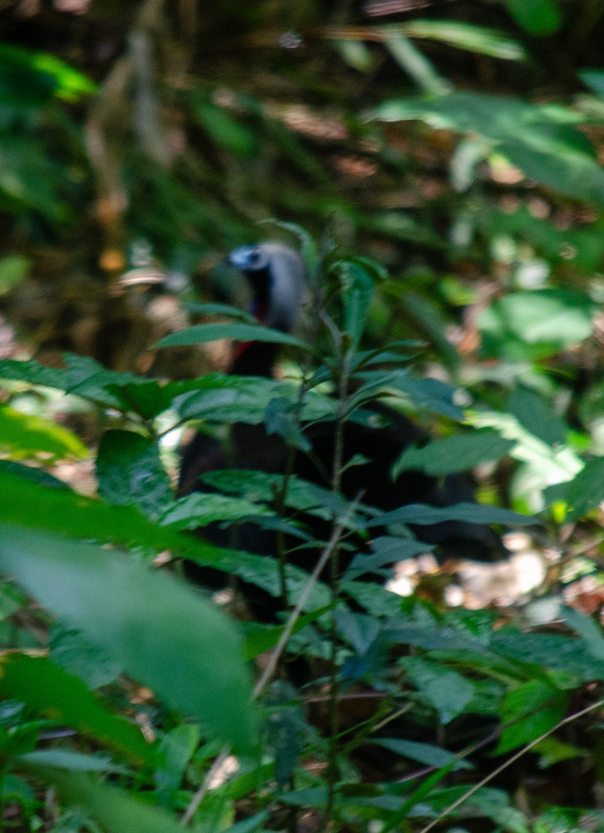 guan černočelý - ML645586746