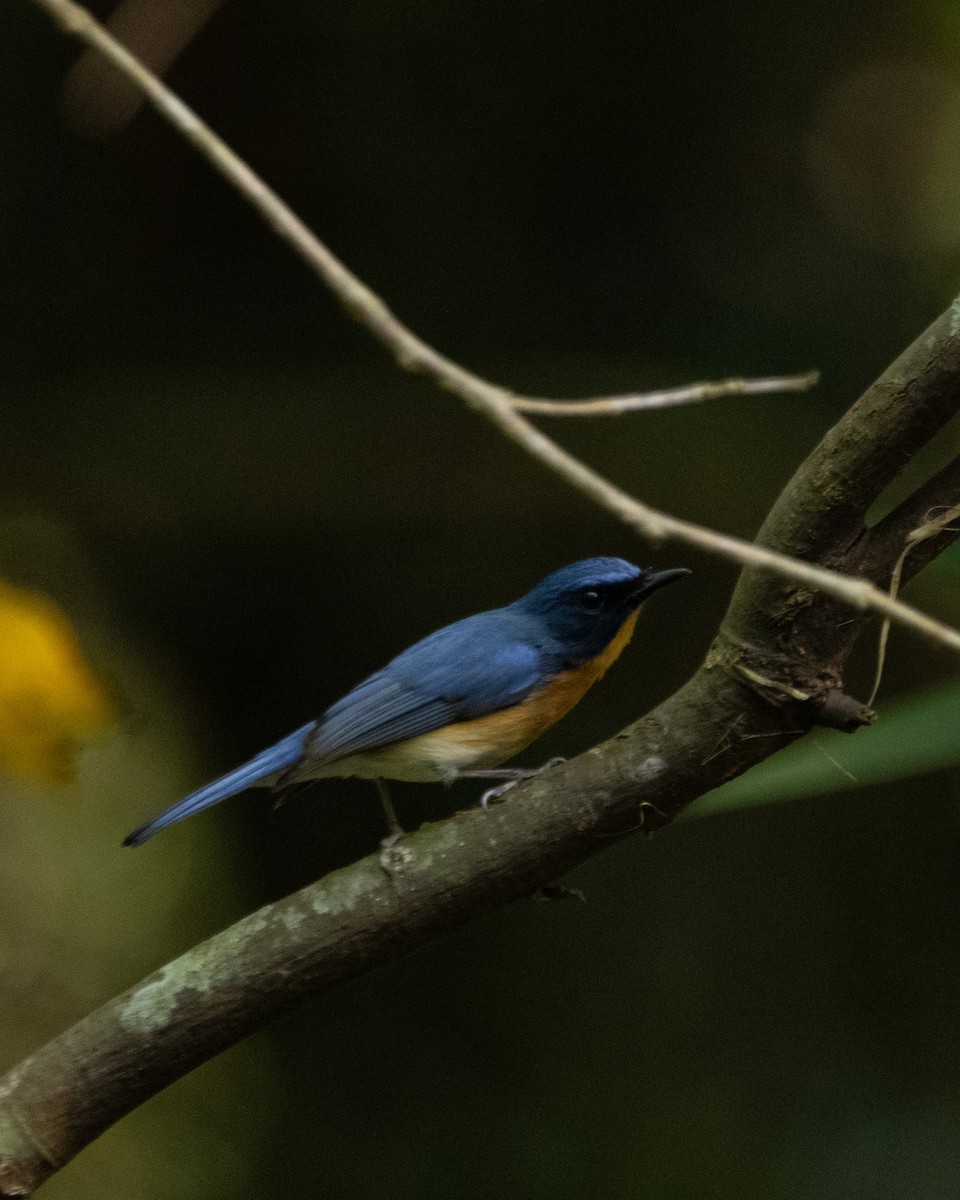 Tickell's Blue Flycatcher - ML645586749