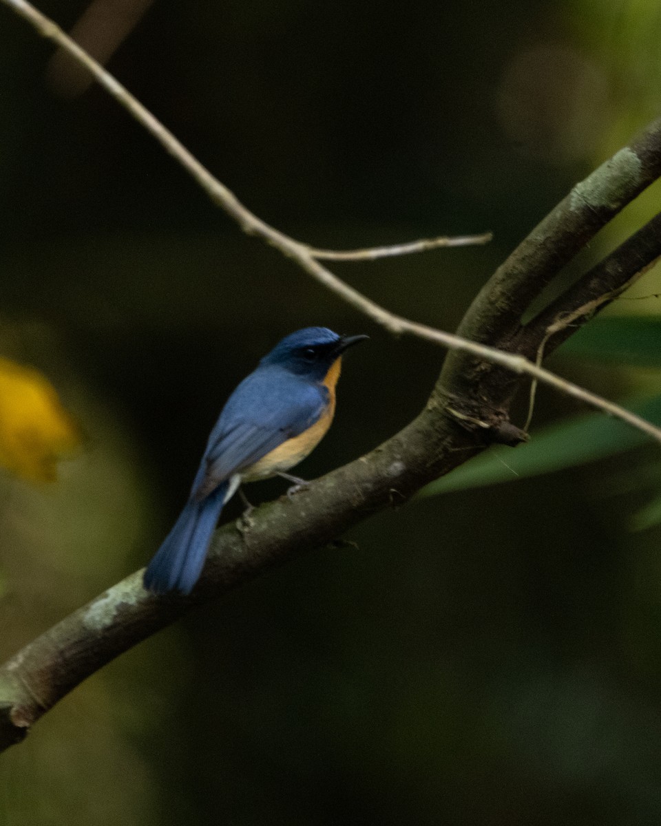 Tickell's Blue Flycatcher - ML645586750