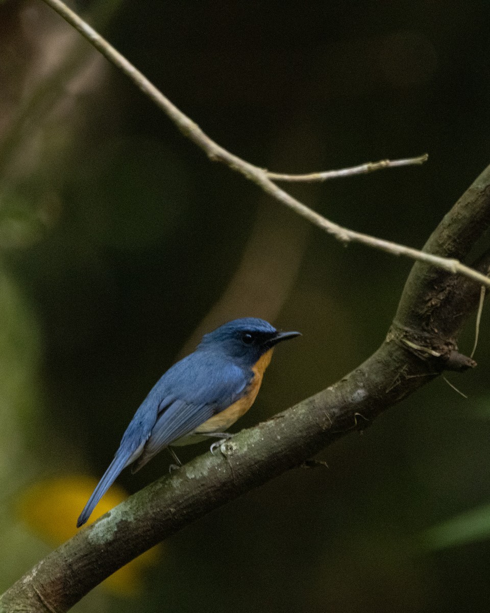 Tickell's Blue Flycatcher - ML645586756