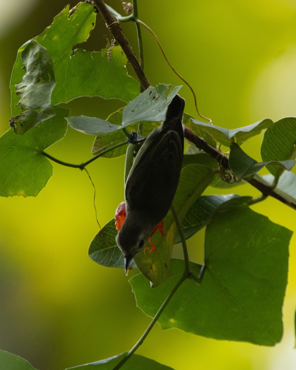 Nilgiri Flowerpecker - ML645586759