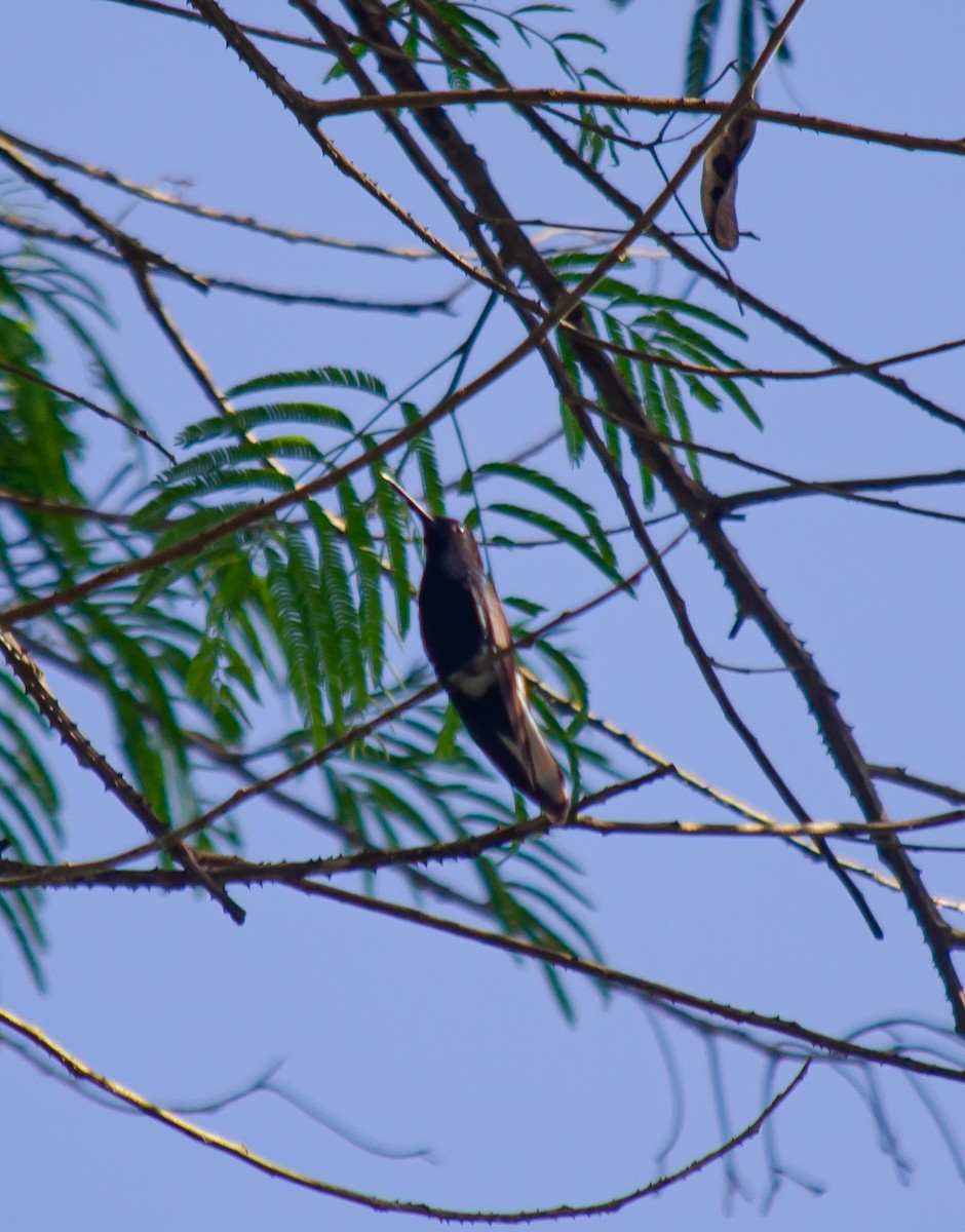 Black Jacobin - ML645586762