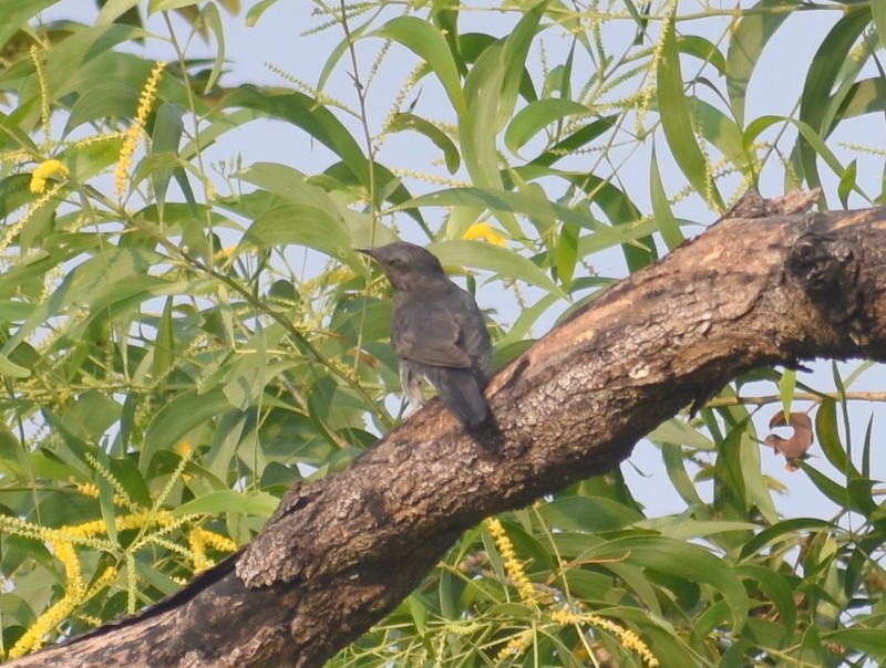 Gray-bellied Cuckoo - ML645586764