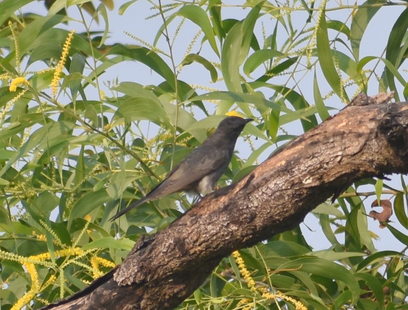 Gray-bellied Cuckoo - ML645586765