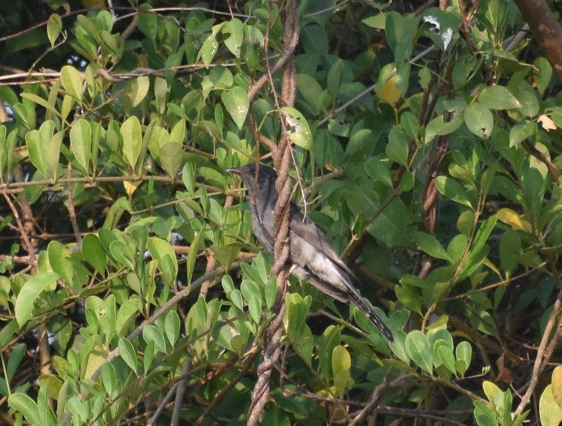 Gray-bellied Cuckoo - ML645586766