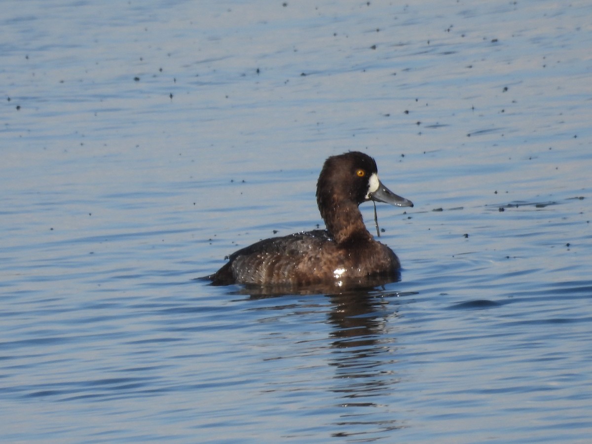 コスズガモ - ML645586768