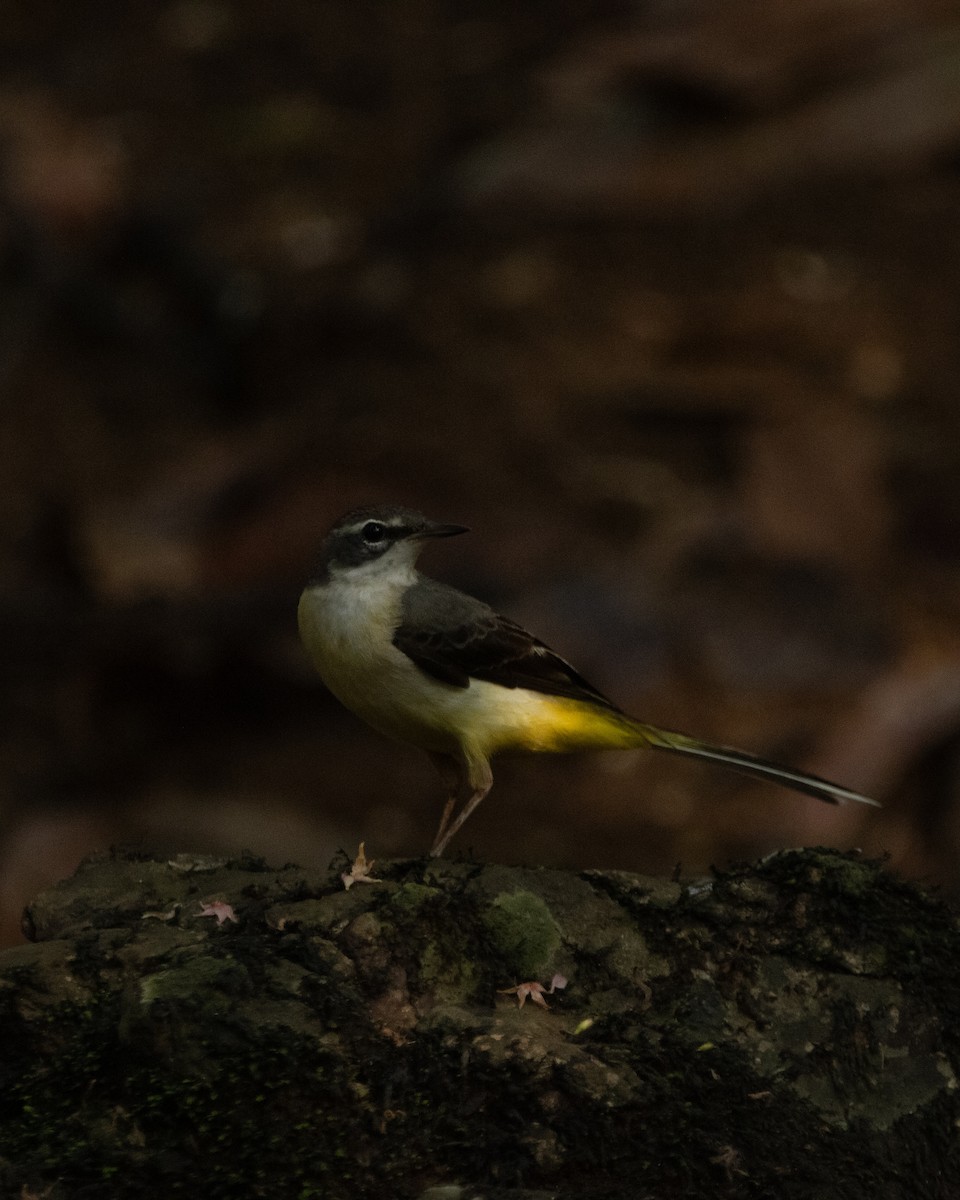 Gray Wagtail - ML645586781