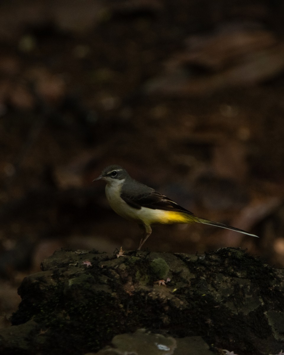 Gray Wagtail - ML645586782