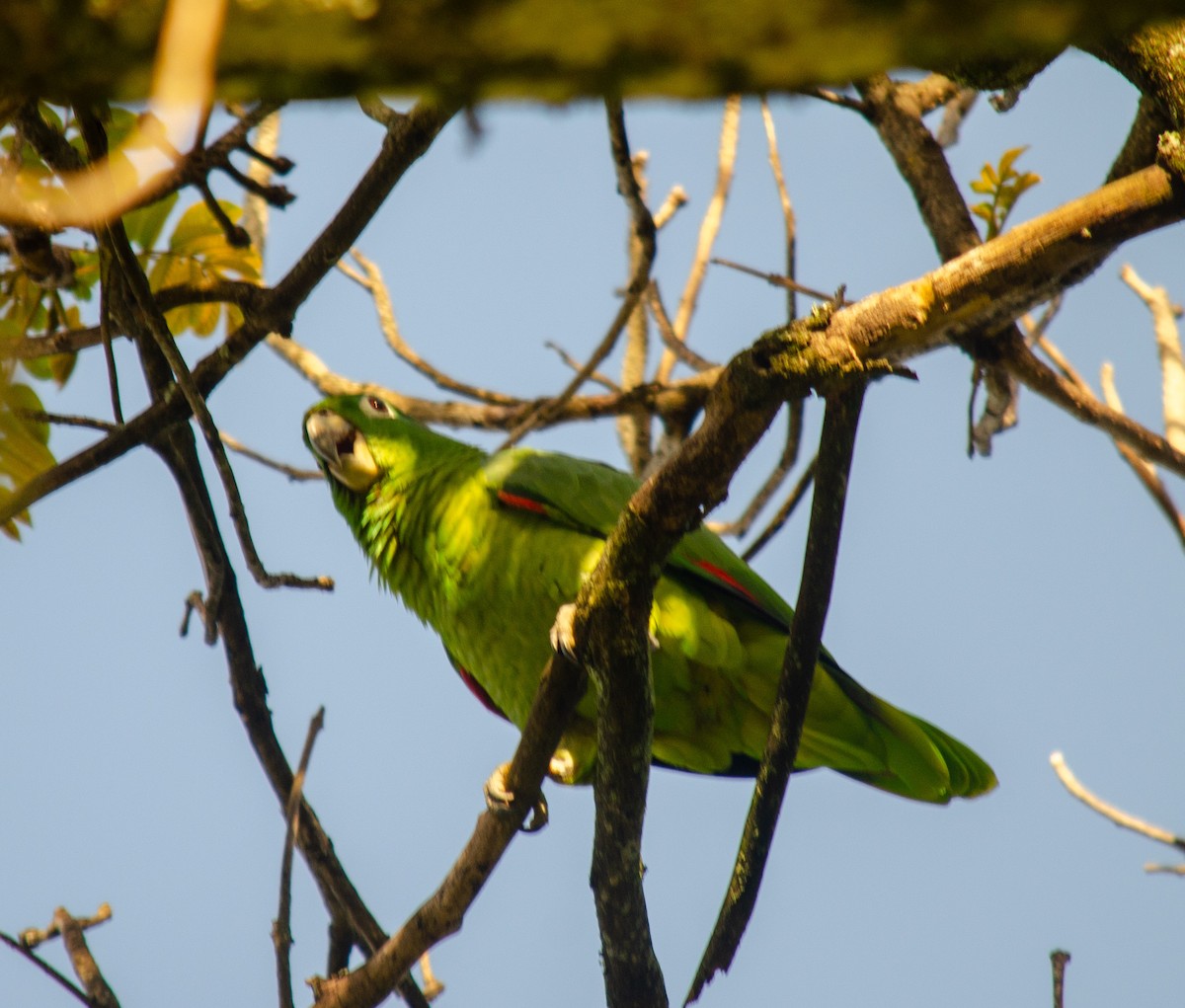 Mealy Amazon - ML645586789