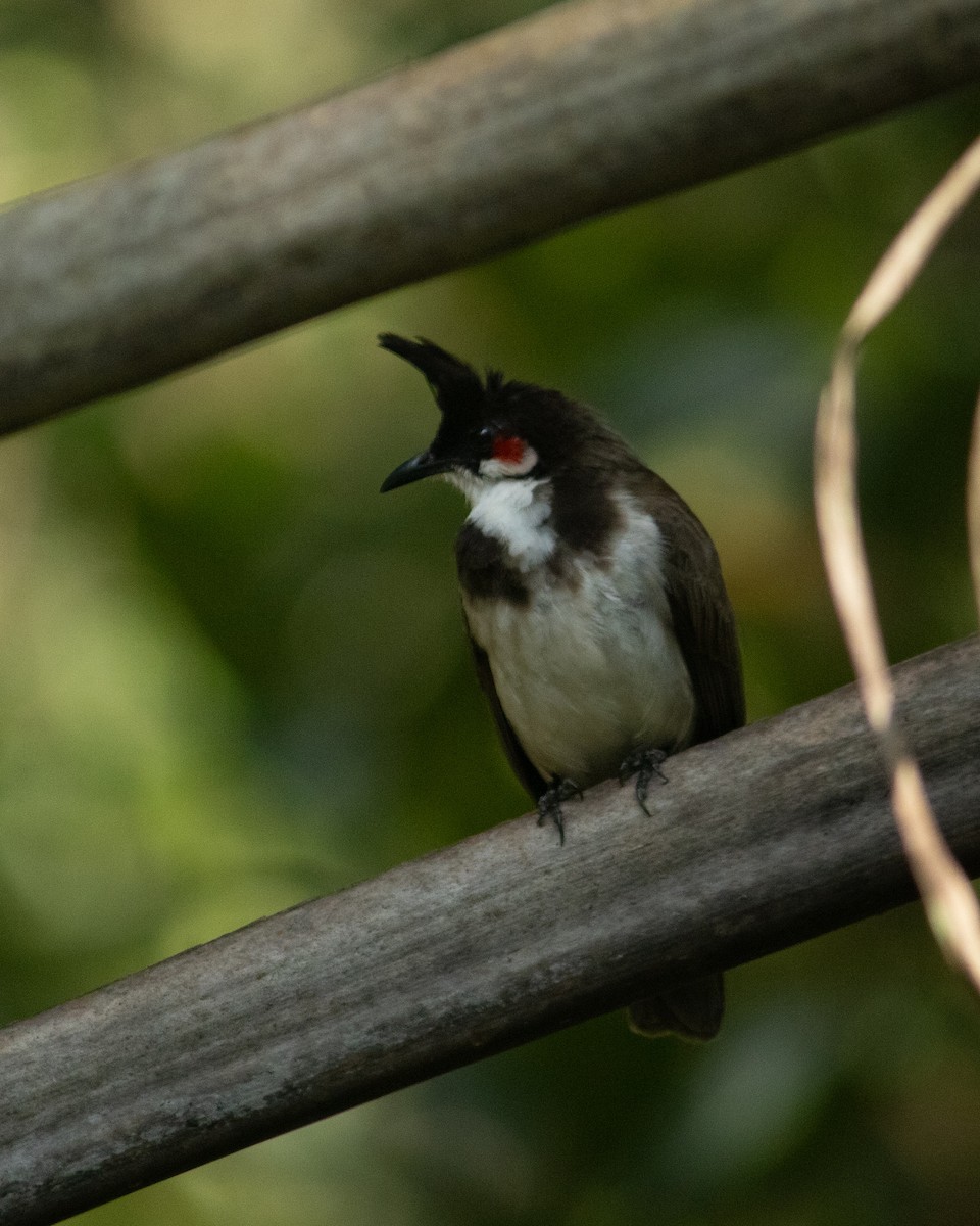 Red-whiskered Bulbul - ML645586793
