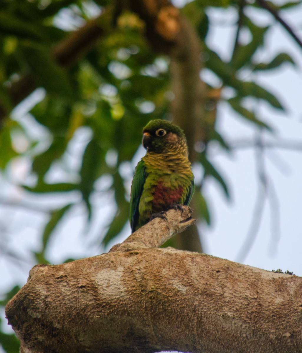Maroon-bellied Parakeet - ML645586794