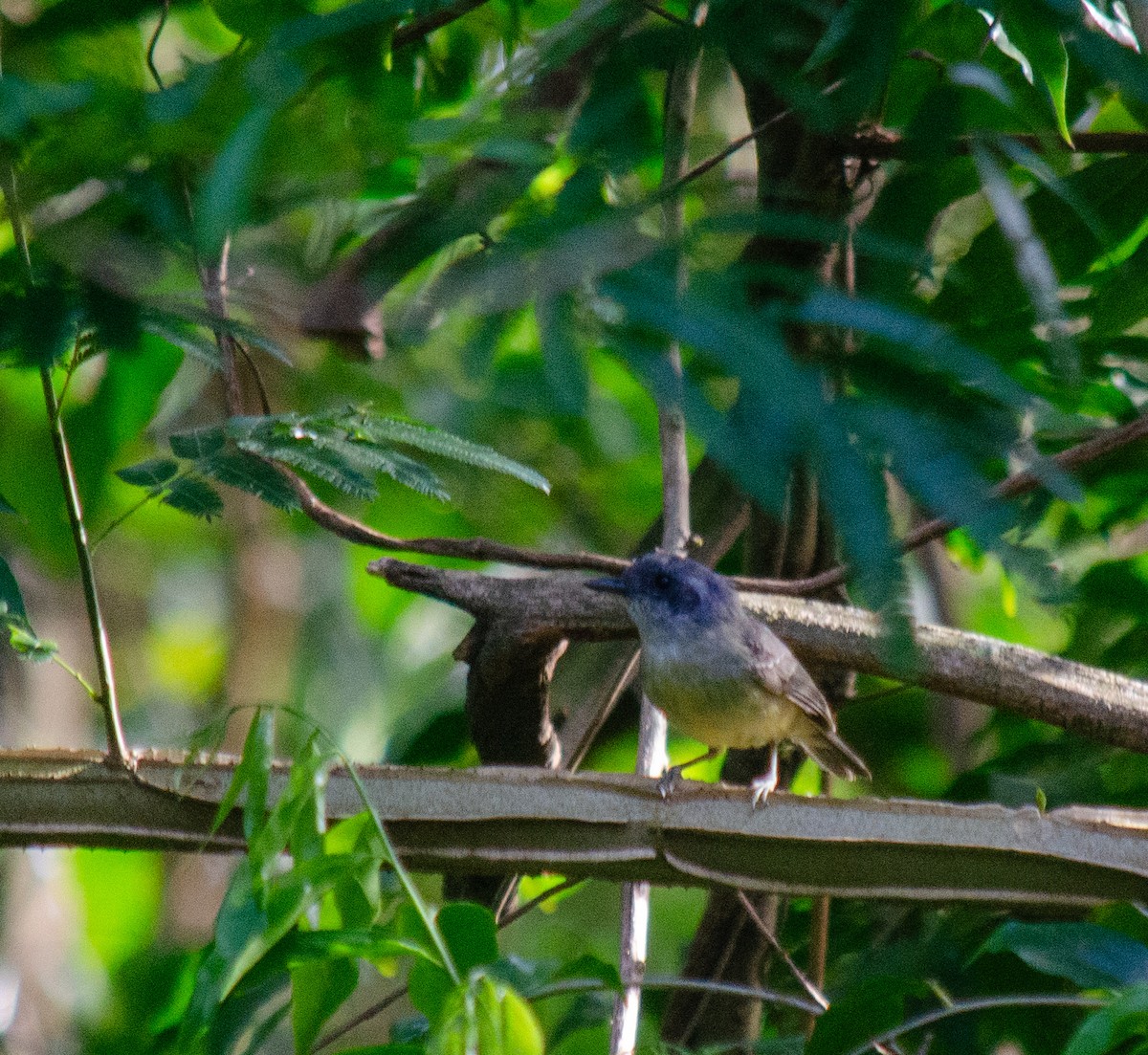 Plain Antvireo - ML645586804