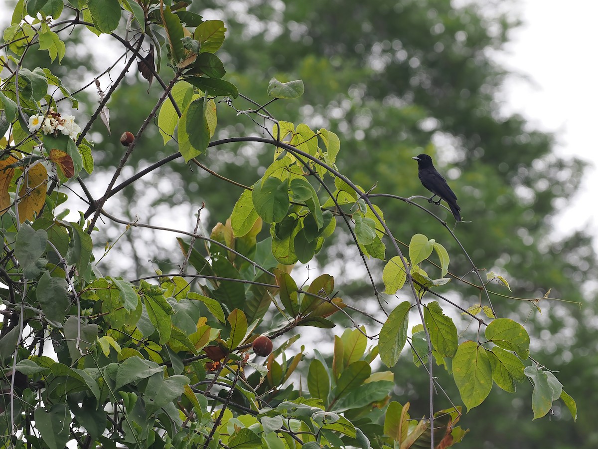 Purple-throated Fruitcrow - ML645586807