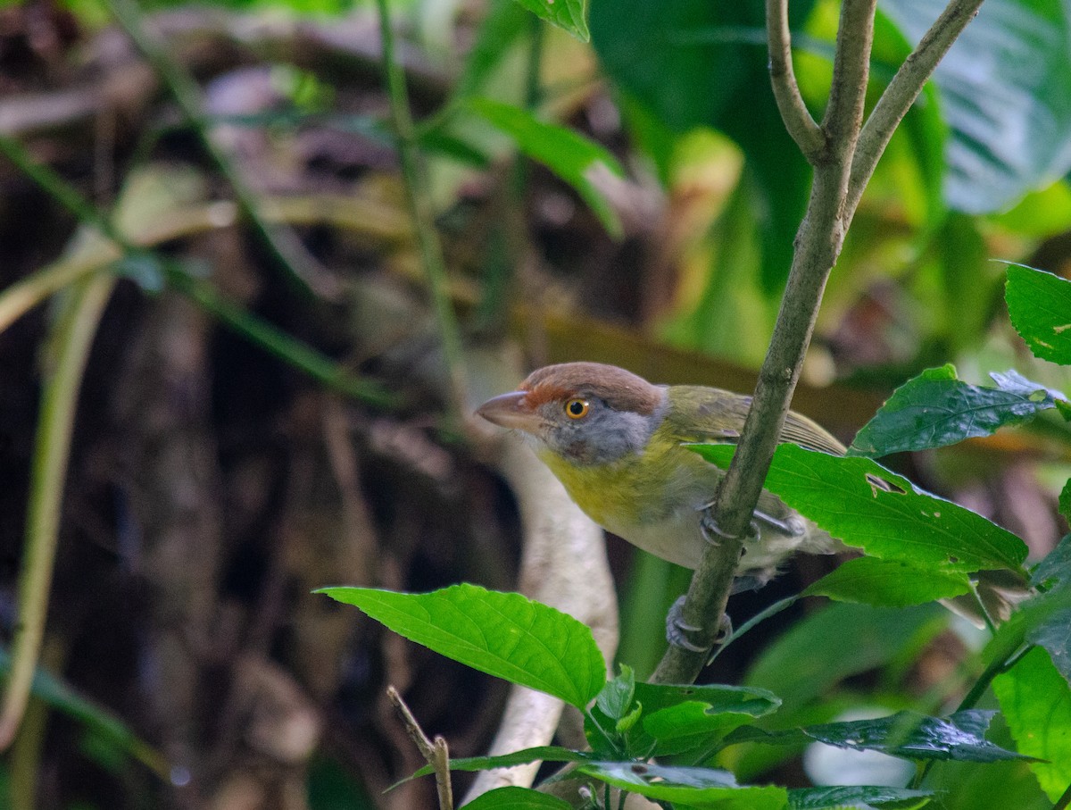 Rufous-browed Peppershrike - ML645586812