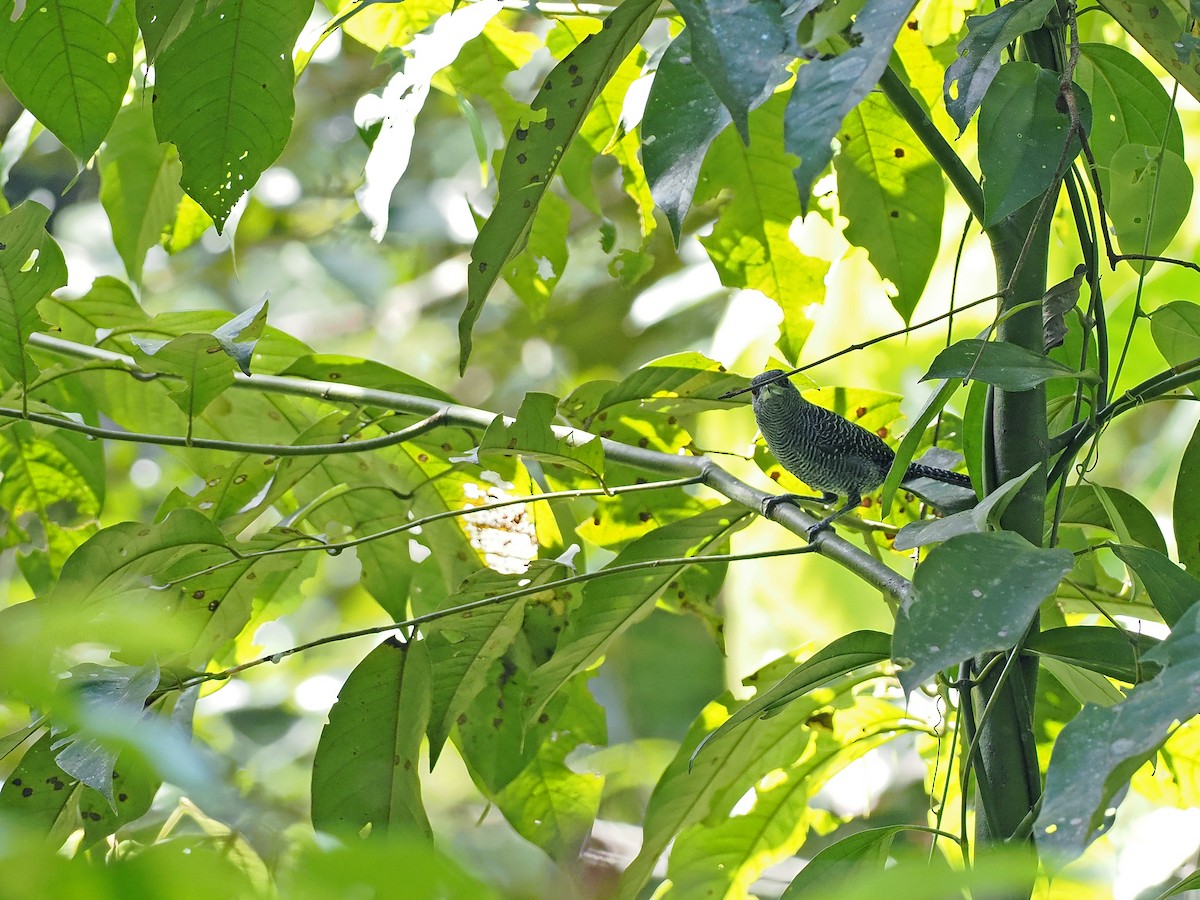Fasciated Antshrike - ML645586813