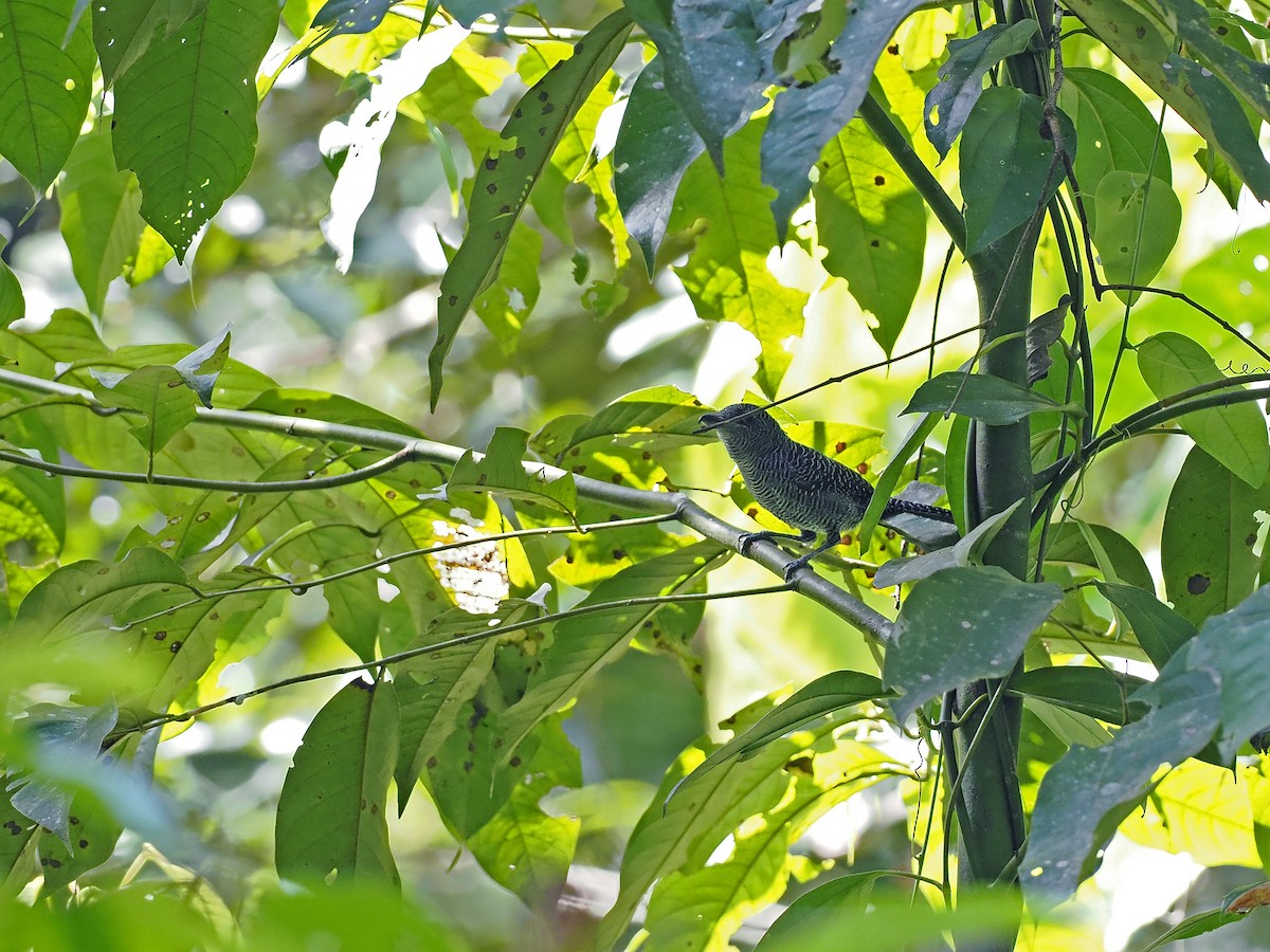Fasciated Antshrike - ML645586814