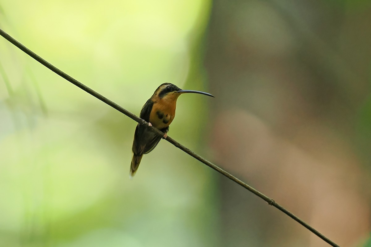 Reddish Hermit - ML645586815