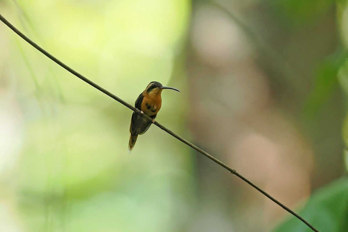 Reddish Hermit - ML645586816