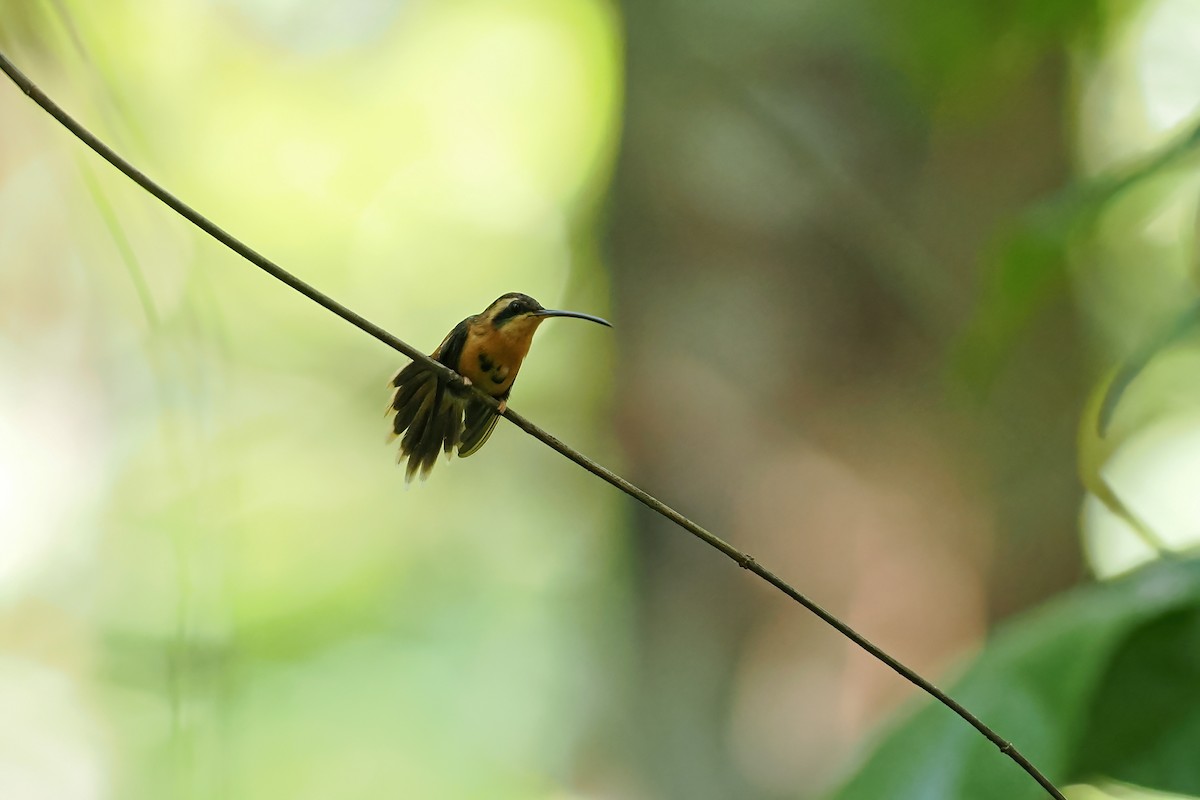 Reddish Hermit - ML645586817