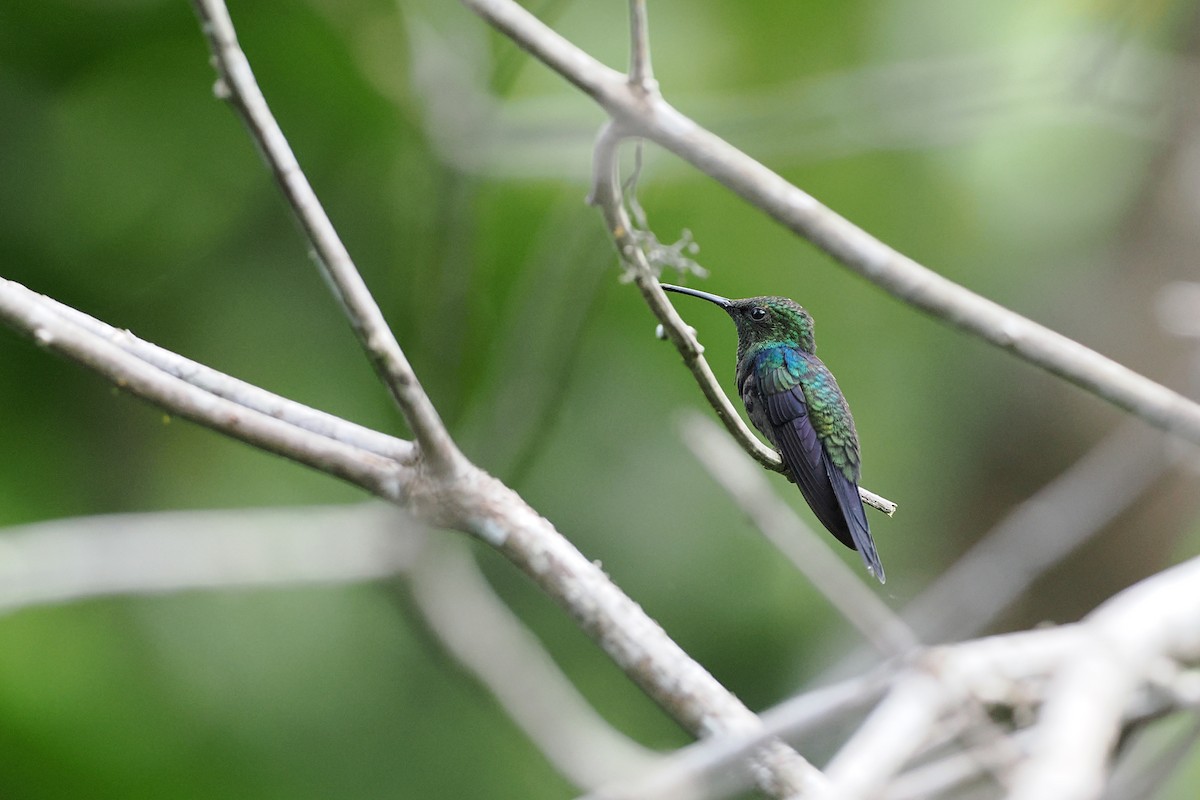 Fork-tailed Woodnymph - ML645586824