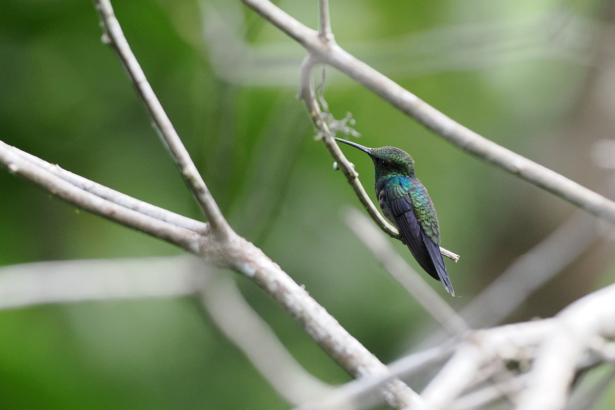 Fork-tailed Woodnymph - ML645586825