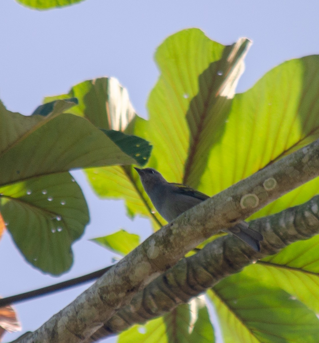 Golden-chevroned Tanager - ML645586826