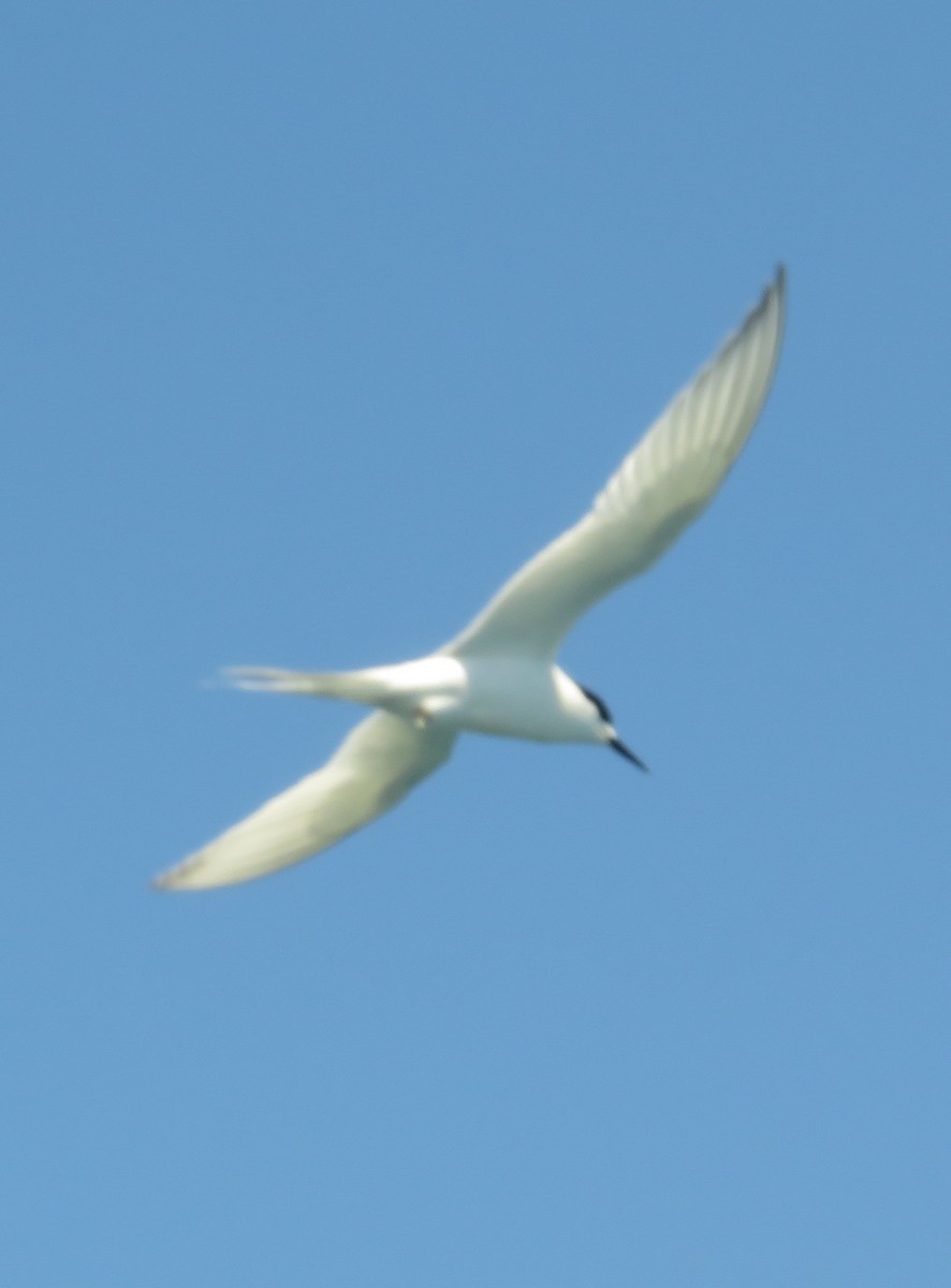 White-fronted Tern - ML645586829