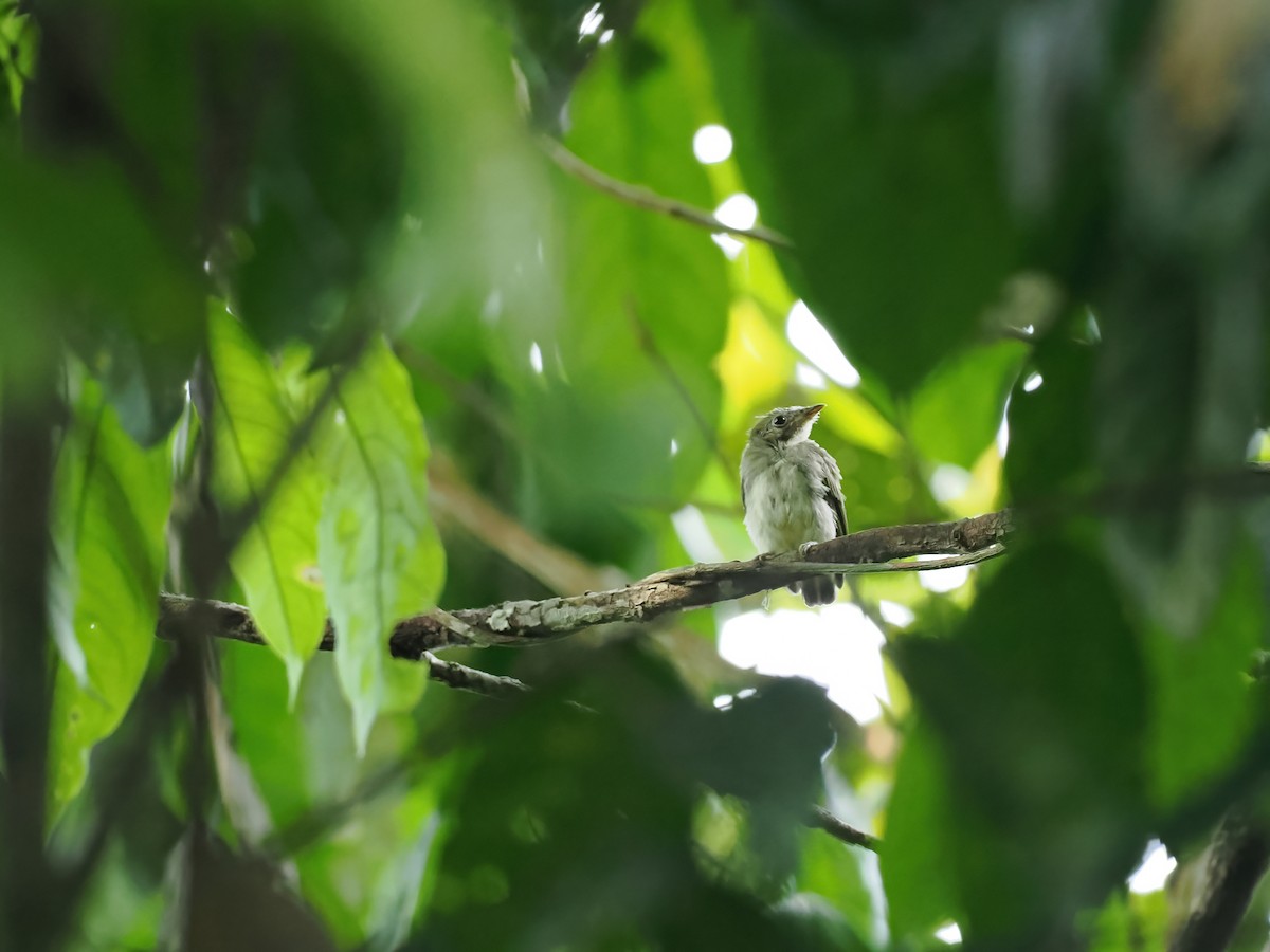 Tiny Tyrant-Manakin - ML645586832