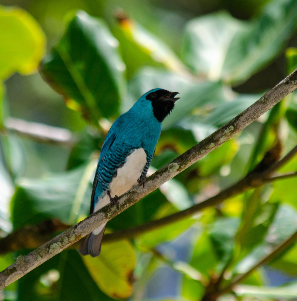 Swallow Tanager - ML645586834