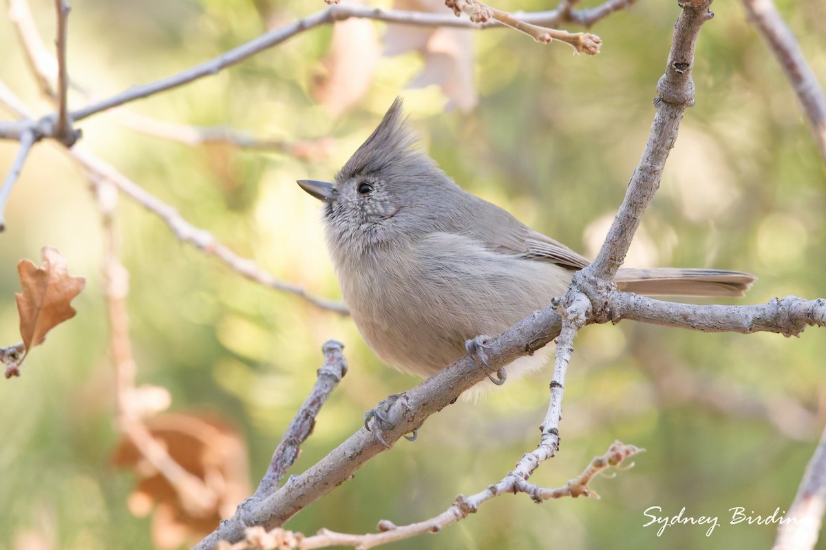 Ardıç Baştankarası - ML645586836