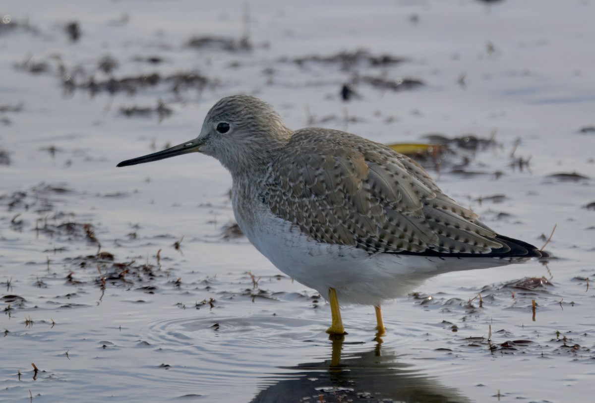 Büyük Sarıbacak - ML645586839