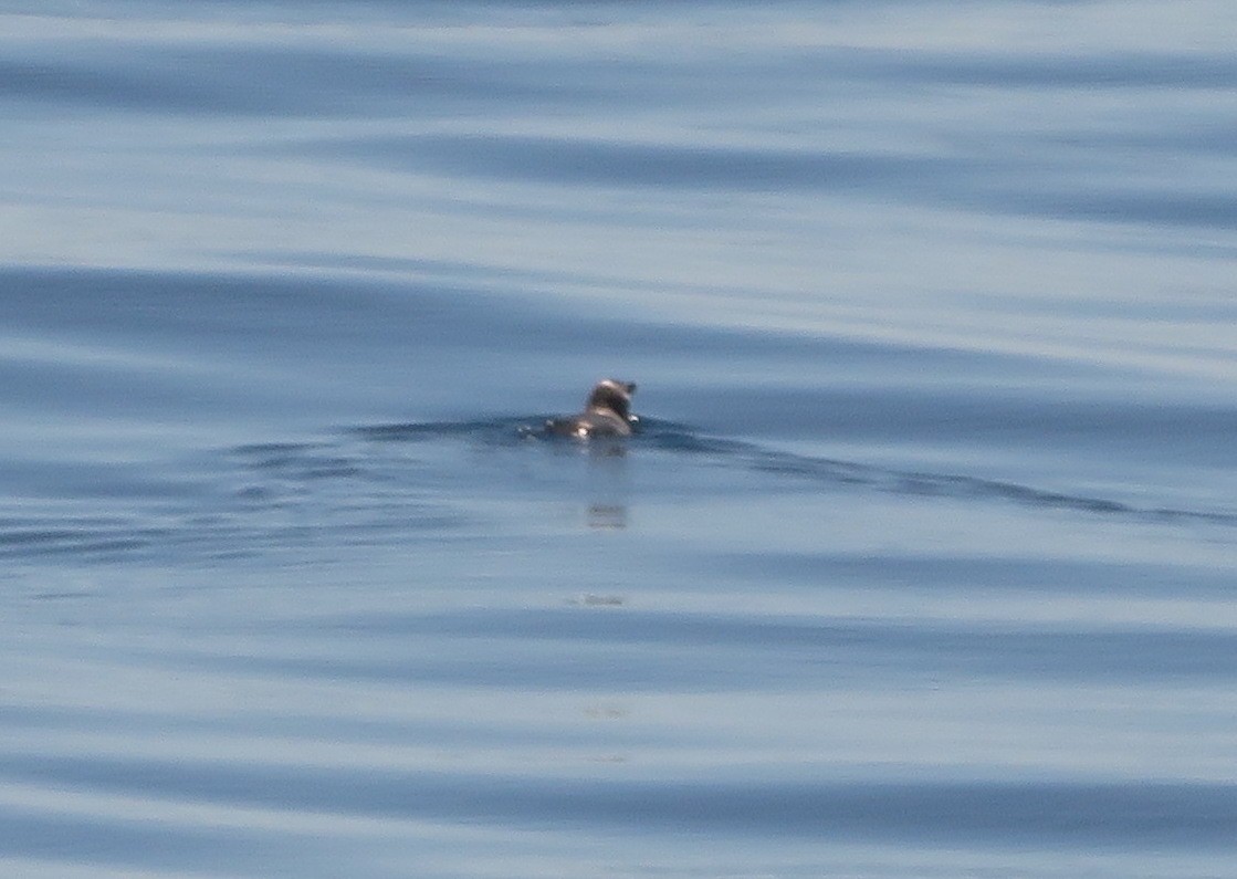 Küçük Penguen - ML645586840