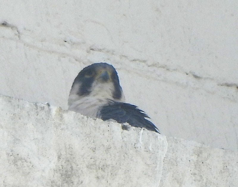 Gökdoğan - ML645586843