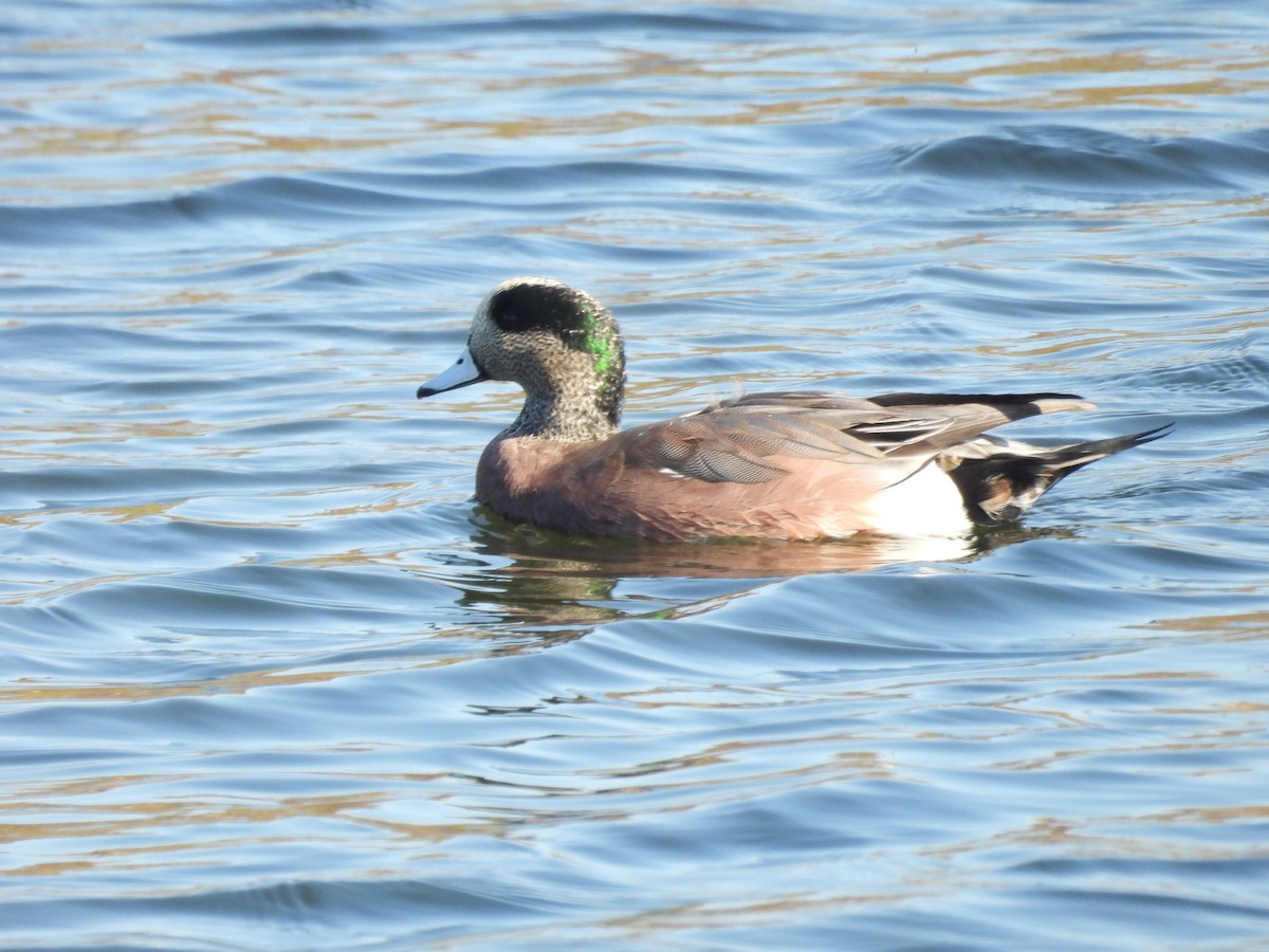 Amerika Fiyusu - ML645586845