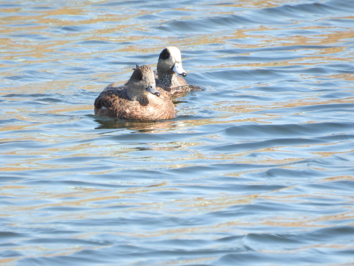 Amerika Fiyusu - ML645586846