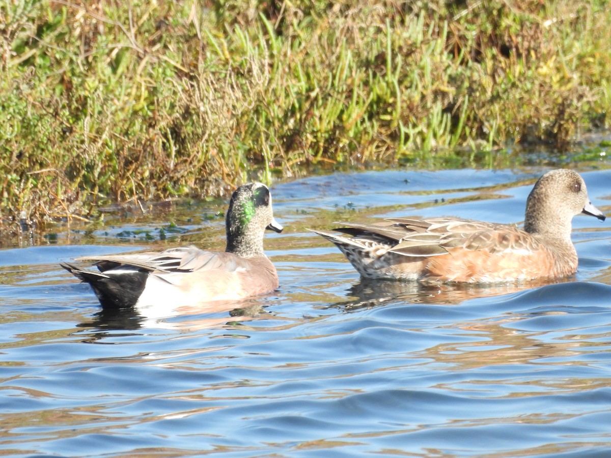 Amerika Fiyusu - ML645586847